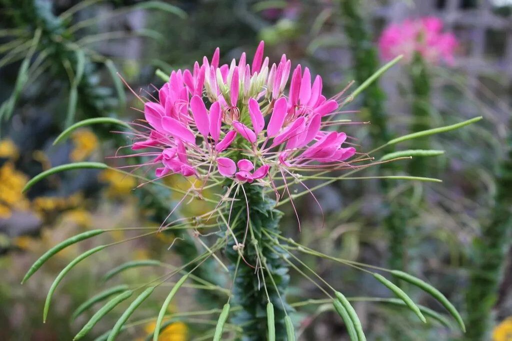 Spider Flowers – A Complete Guide to Growing Cleome in Your Garden